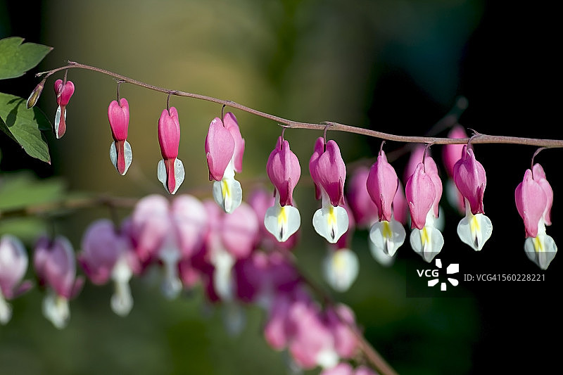 粉色荷包牡丹图片素材