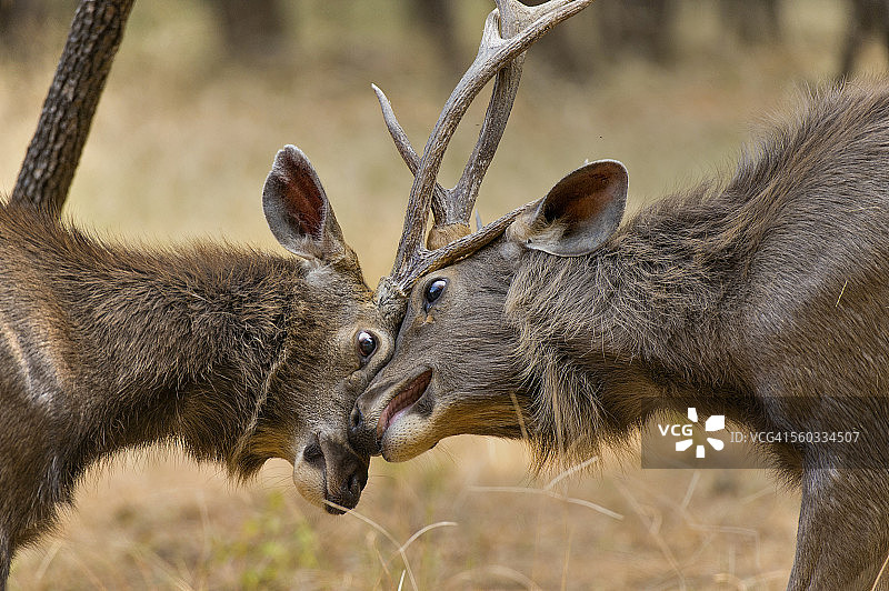 搏斗的黑鹿图片素材