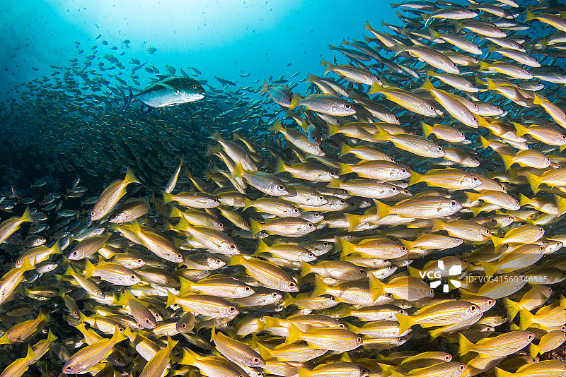 蓝鳍鲹和一群大眼鲷图片素材