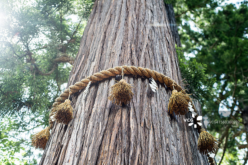 静冈修善寺日枝神社的神圣之树图片素材