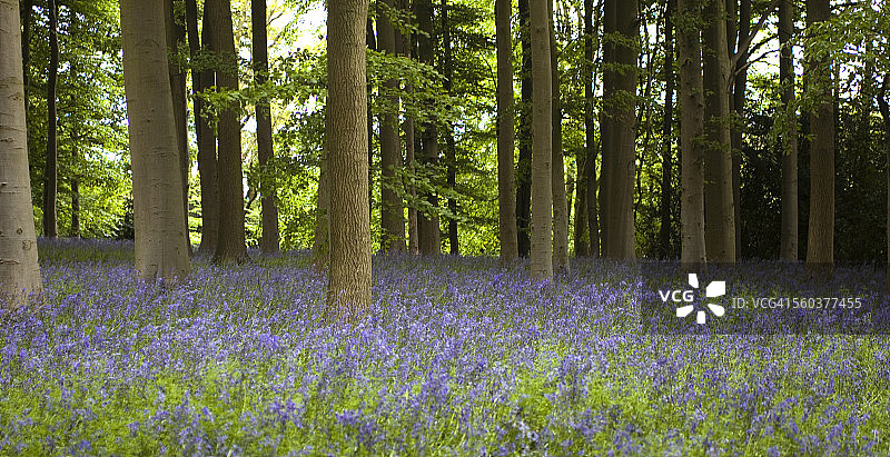 春季的蓝色风铃草树林图片素材