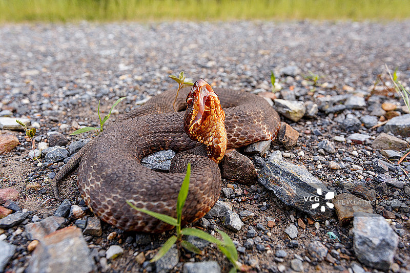 乡间小路上的西部棉口蛇图片素材