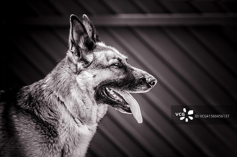 德国牧羊犬图片素材