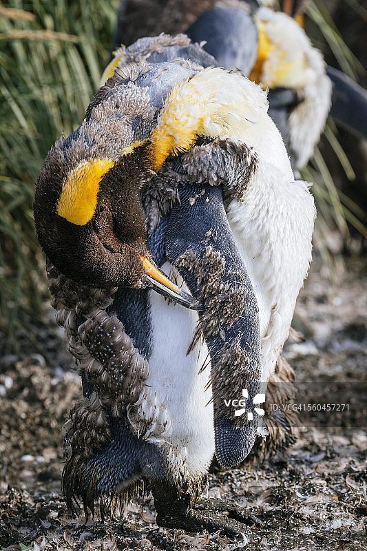 索尔兹伯里平原上换羽的国王企鹅图片素材