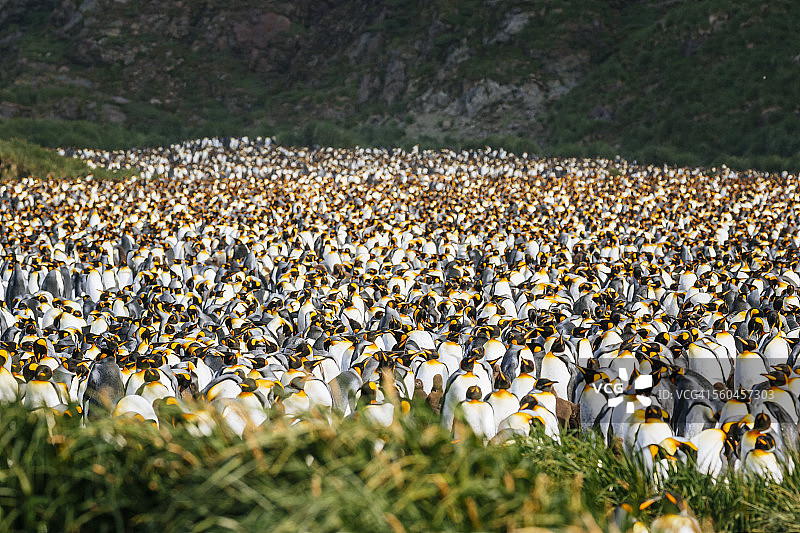 帝企鹅，索尔兹伯里平原图片素材