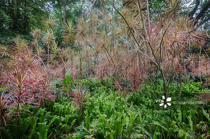 马达加斯加龙血树图片素材
