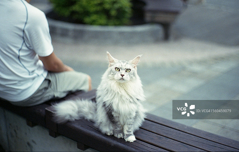 钦奇利亚图片素材