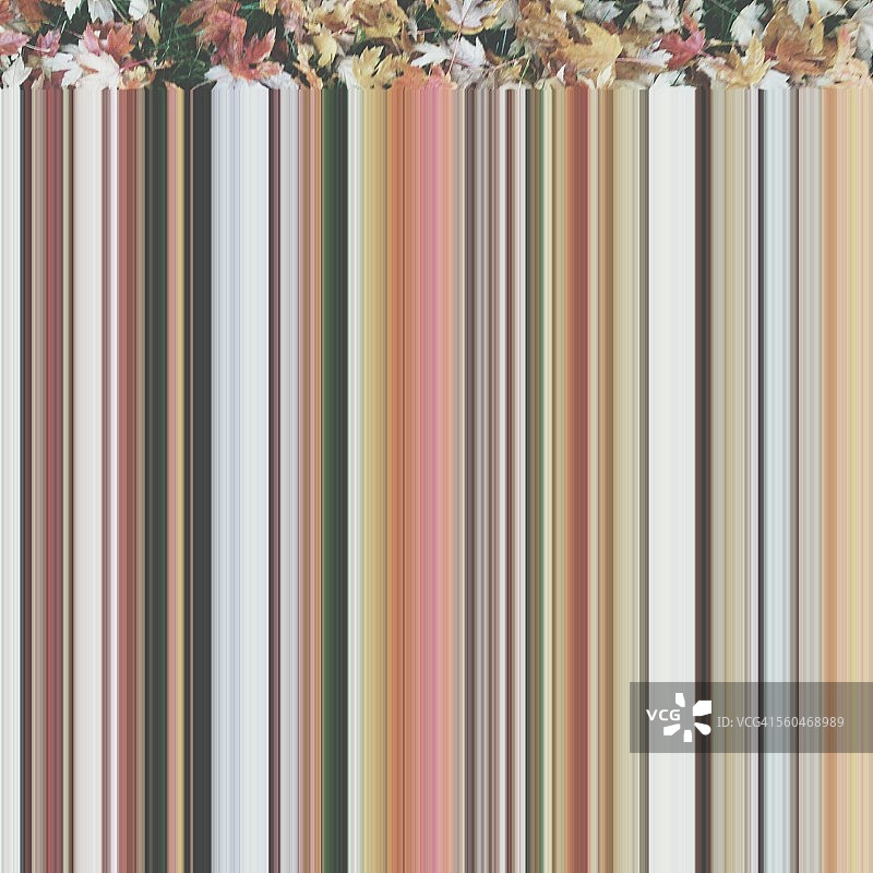 秋叶飘落图片素材