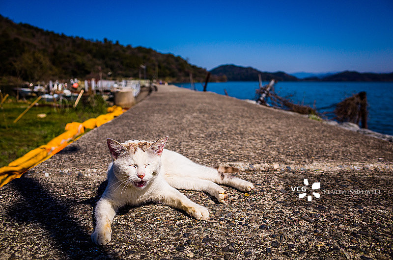 猫咪躺在长长的路上图片素材