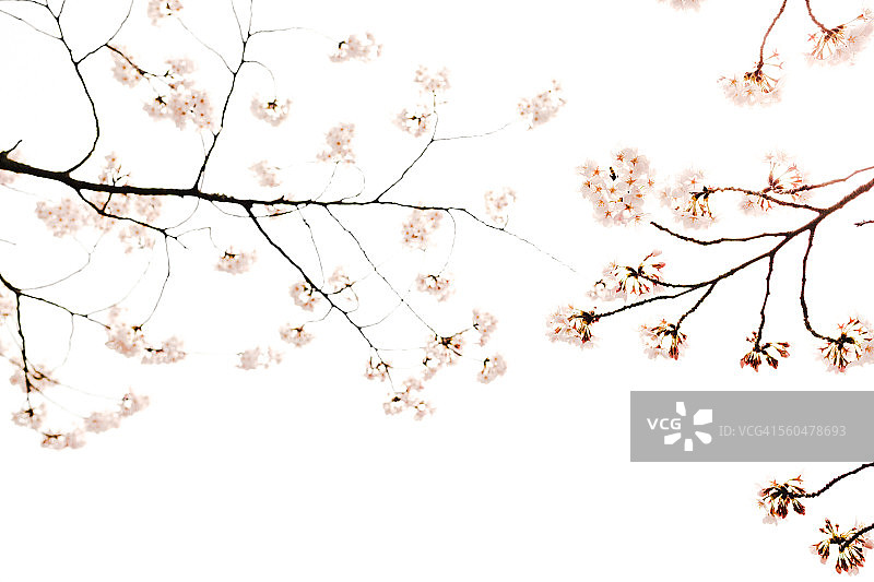 绽放到Kky图片素材