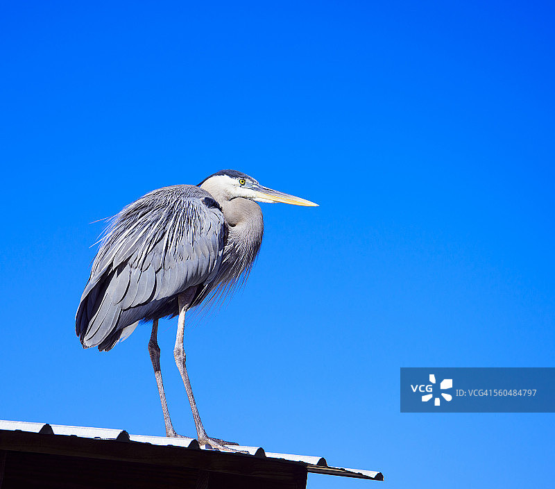 屋顶上的蓝鹭（白天视角）图片素材