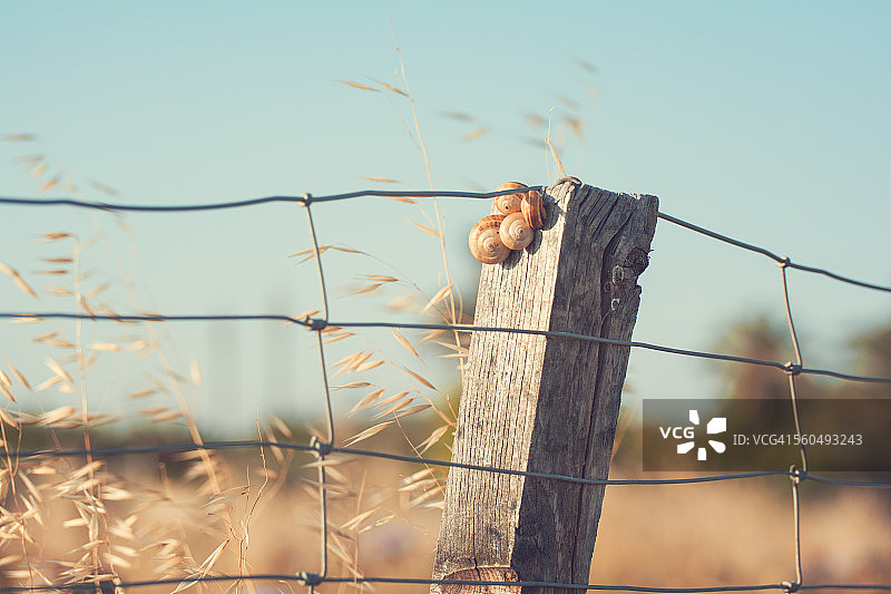 栅栏上的蜗牛图片素材