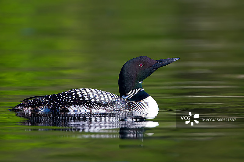 普通潜鸟图片素材