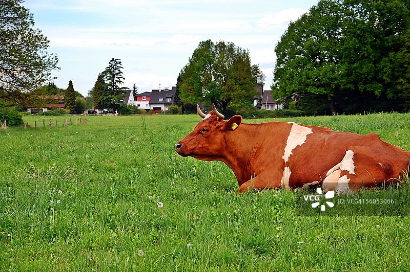 红色荷斯坦奶牛图片素材