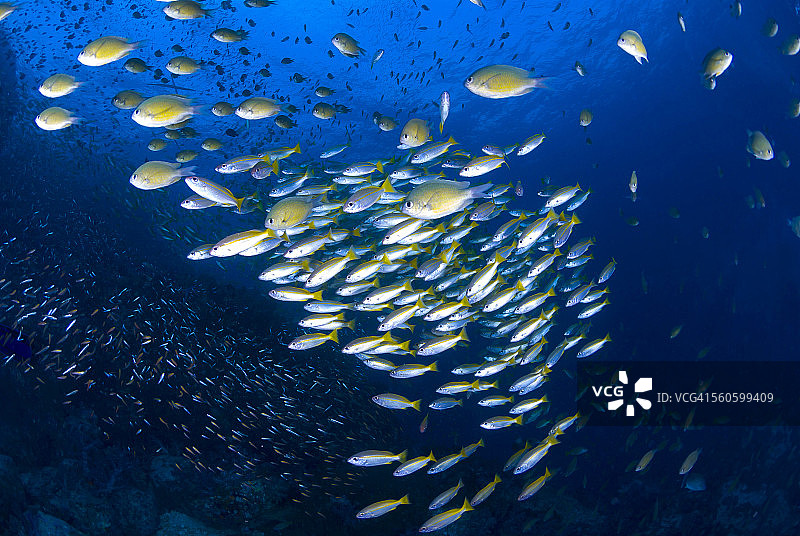 大眼鲷和雀鲷鱼群图片素材