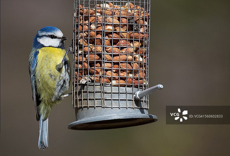 蓝山雀觅食图片素材