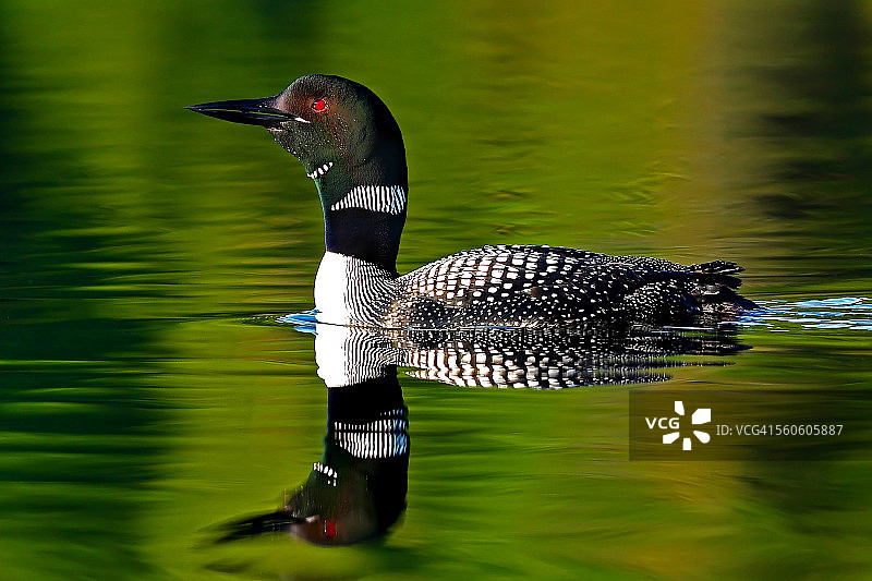 绿水中的普通潜鸟图片素材