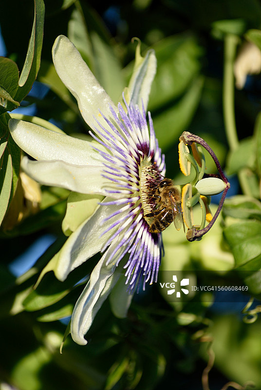 蜜蜂在西番莲花上图片素材