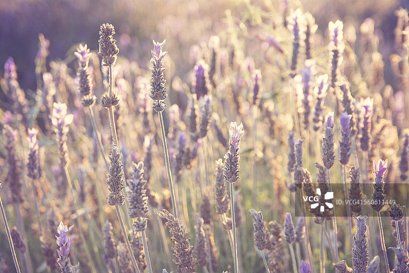 阳光下发光的薰衣草田图片素材