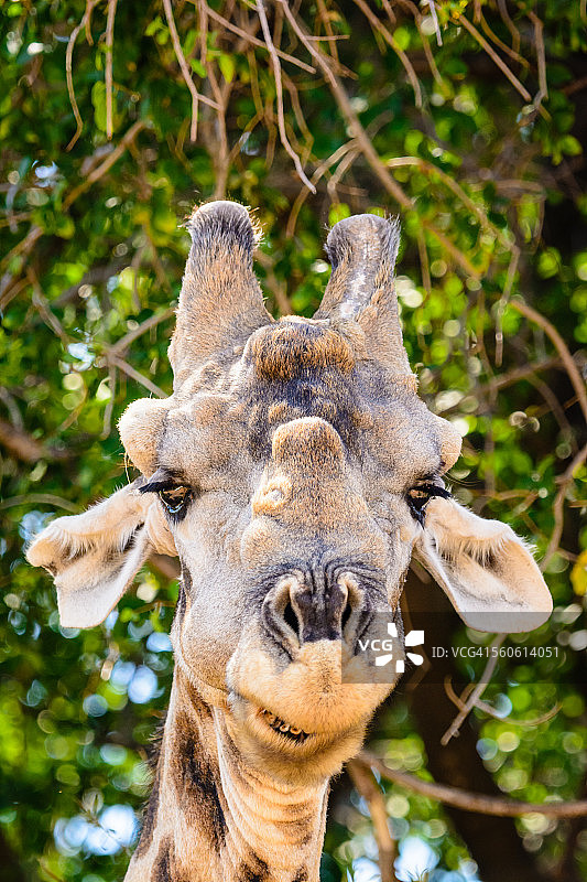 头部凹凸不平的老年雄性长颈鹿图片素材