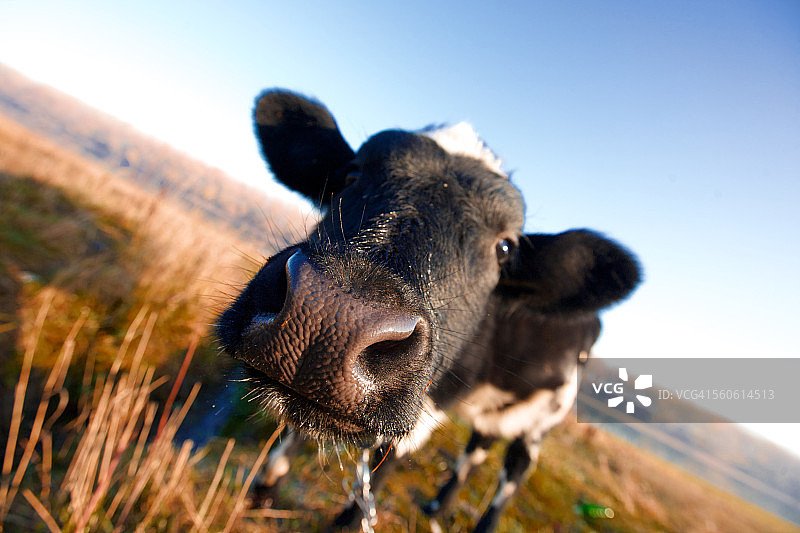 好奇的牛脸部特写图片素材