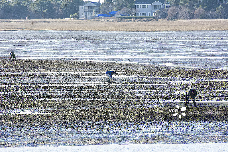 挖蛤蜊者图片素材