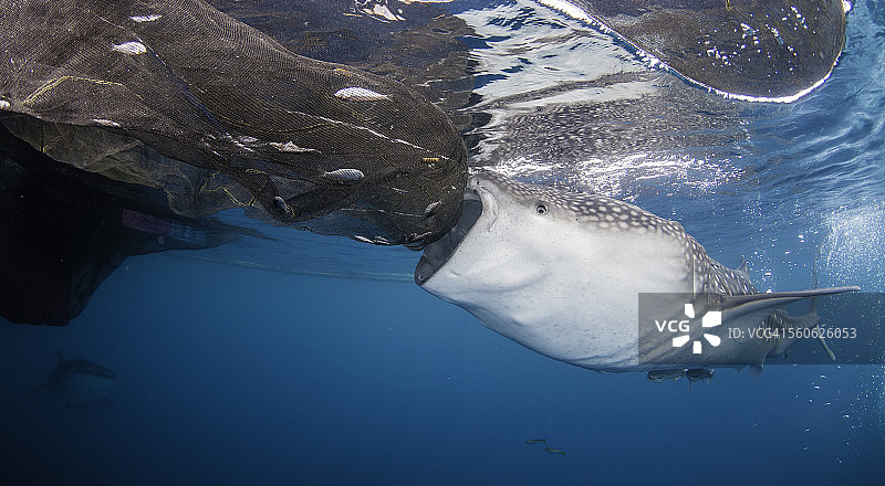 准备吸图片素材