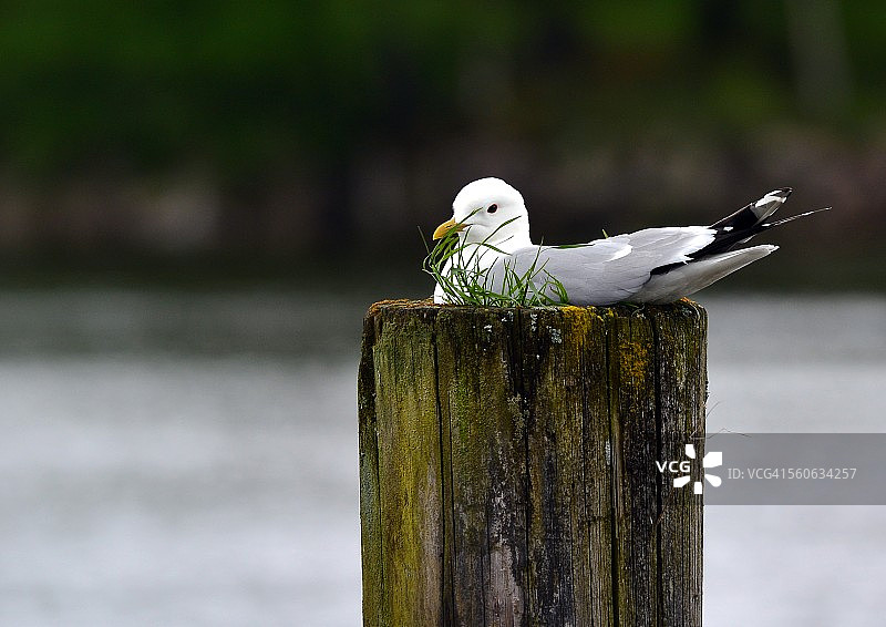 栖息在柱子上的海鸥图片素材