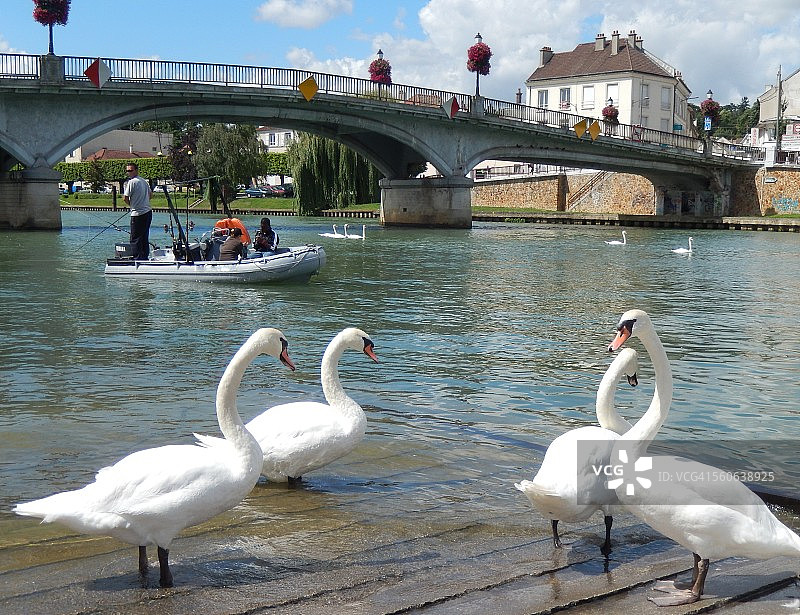 法兰西岛的桥梁与天鹅图片素材