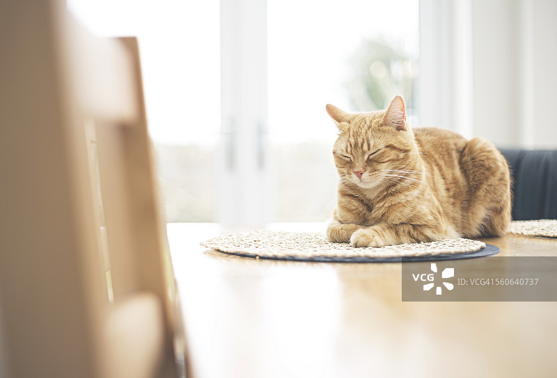 桌子小睡图片素材