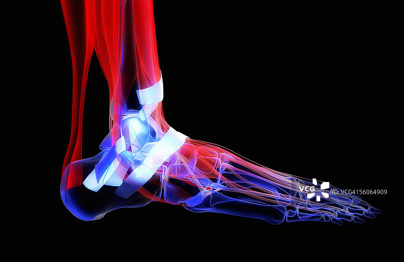 健壮骨骼足部的右侧视图图片素材