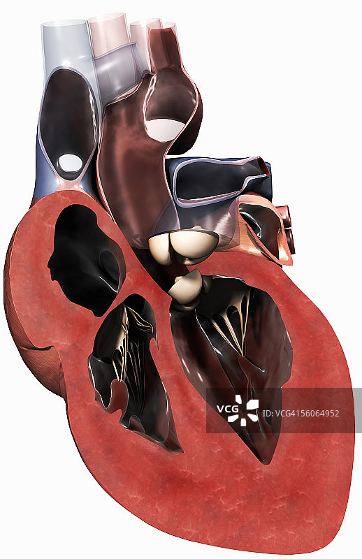心脏横截面的前视图图片素材