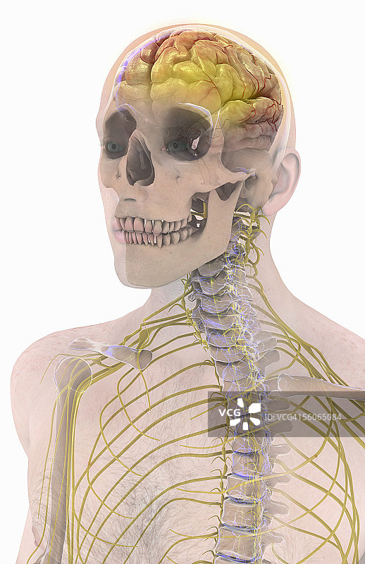 男性头部和胸廓的正面视角，显示大脑和神经结构图片素材