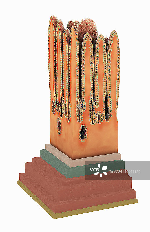 胃幽门区域切片图片素材