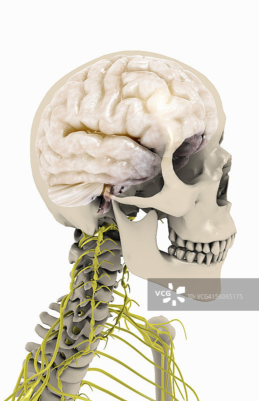 头部和颈部的右侧视图，显示大脑和神经结构图片素材