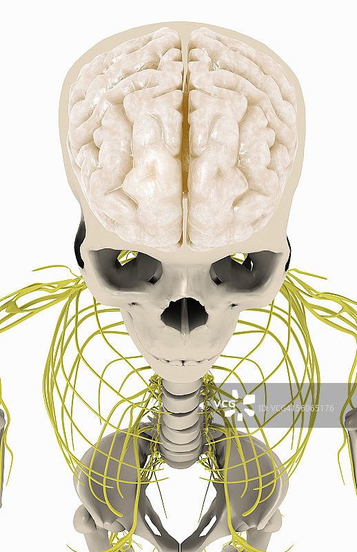 从上方观察的头部和躯干前视图，显示大脑和神经结构图片素材