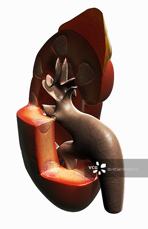 右肾的倾斜视角图片素材