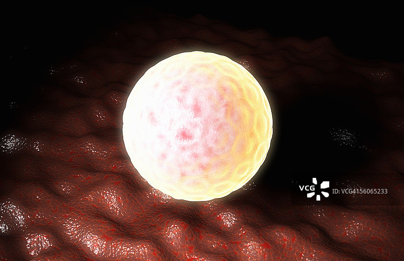 卵子在输卵管中图片素材