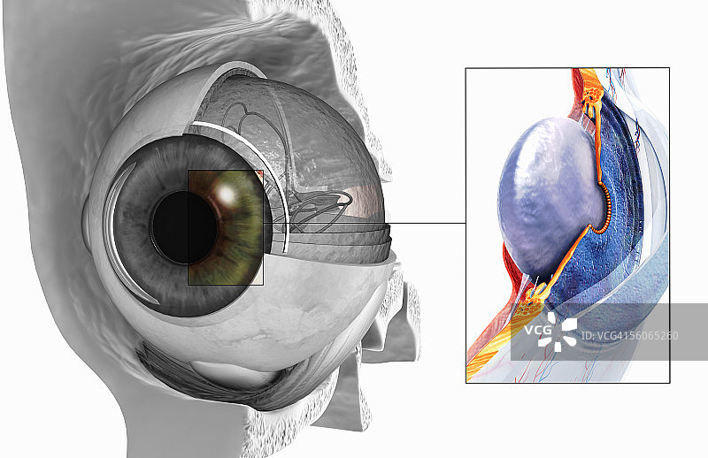 眼睛的剖视图，突出显示后房和前房图片素材