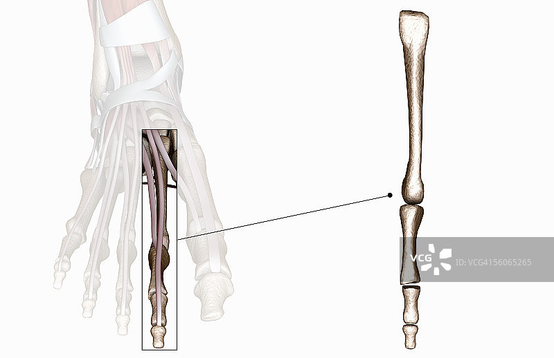 骨骼右脚的前视图图片素材