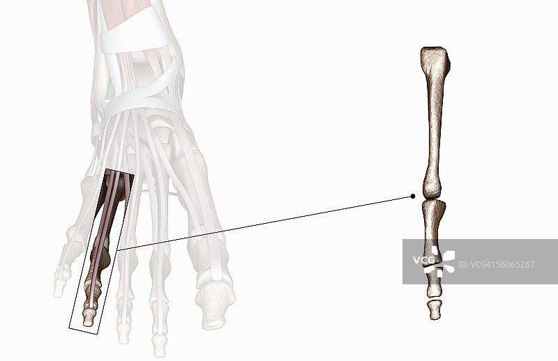 骨骼右脚的前视图图片素材