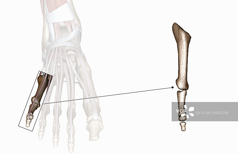 骨骼右脚的前视图图片素材