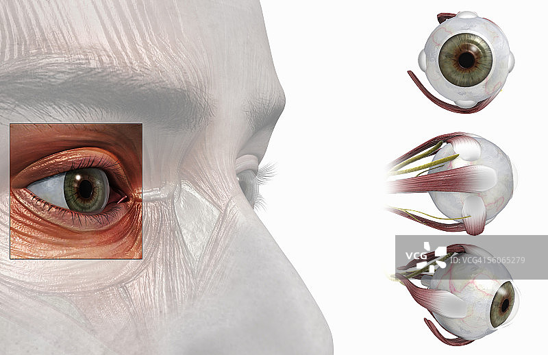 眼睛的解剖结构视图图片素材