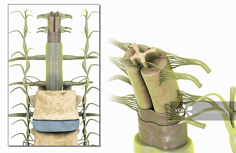 脊髓背角的放大图图片素材