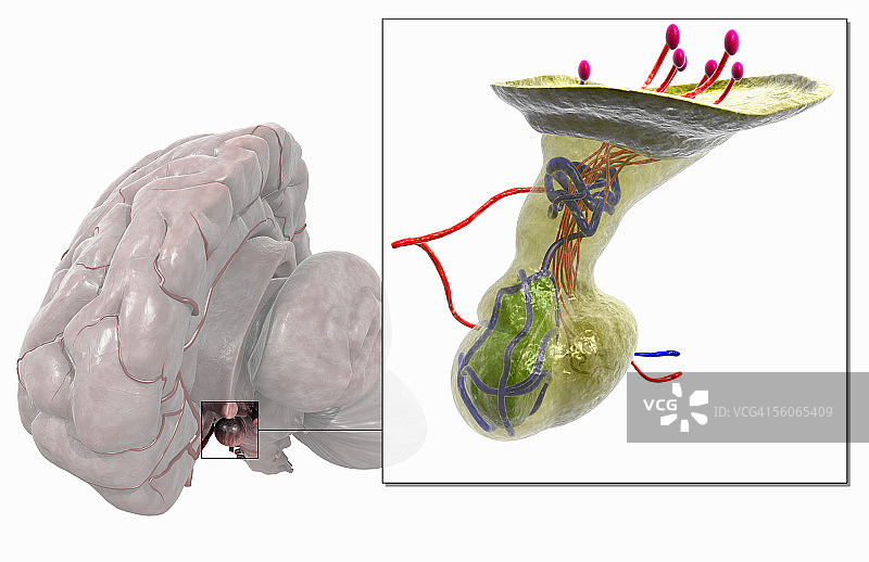 脑部四分之三前视图，突出显示并缩小了脑垂体图片素材