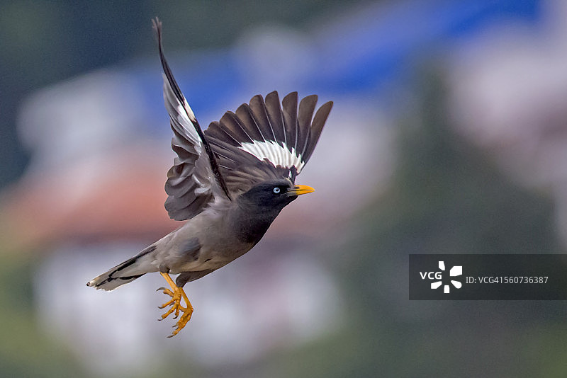 飞行中的丛林八哥图片素材