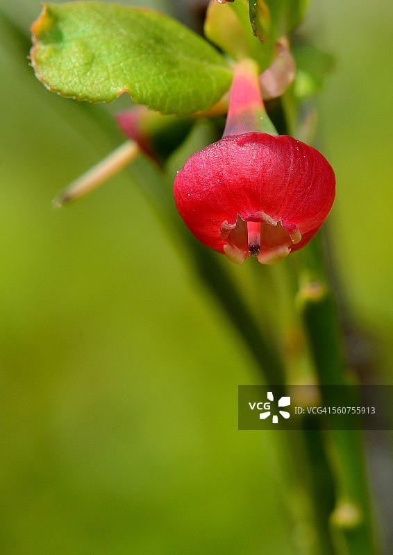 生长中的欧洲越橘图片素材
