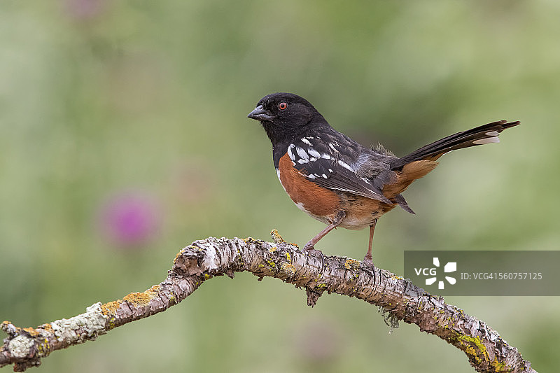 斑点森莺图片素材