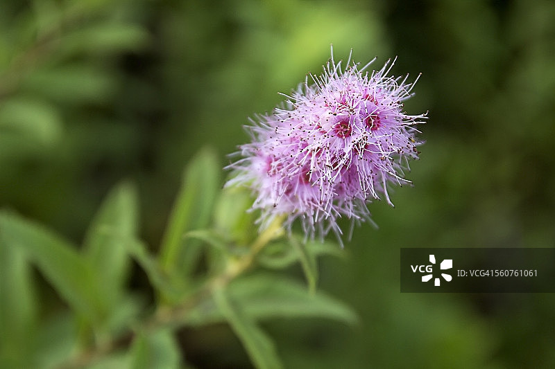 柳叶绣线菊图片素材