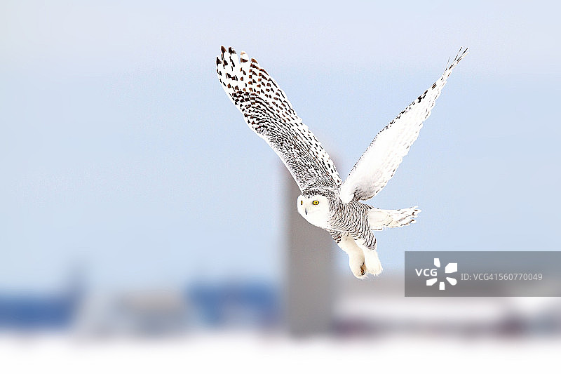 乡村公路上的雪鸮图片素材